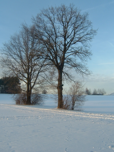 Winter 2003/2004